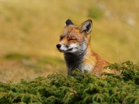 Liska obecna - Vulpes vulpes - Red Fox 2112